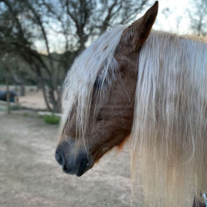 The image features a brown horse with a long, white mane, set against a blurred background of trees and a dirt ground, likely taken outdoors.