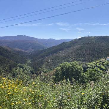 Colinas y valles verdes se extienden en la distancia bajo un cielo azul despejado. En primer plano florecen flores silvestres amarillas y por encima se cruzan líneas de alta tensión.