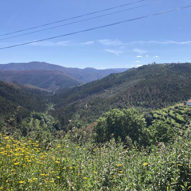 Colinas y valles verdes se extienden en la distancia bajo un cielo azul despejado. En primer plano florecen flores silvestres amarillas y por encima se cruzan líneas de alta tensión.