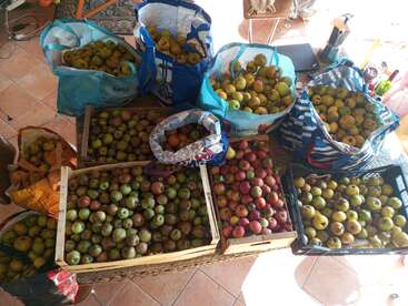 Esta imagen muestra un surtido de bolsas y cajas llenas de manzanas y peras, cosechadas y recogidas en el interior, colocadas sobre un suelo de baldosas y una mesa.