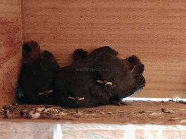 Três bebês pássaros fofos se amontoam juntos no canto de uma estrutura de madeira, descansando em uma superfície empoeirada, iluminada por uma suave luz natural vinda de baixo.