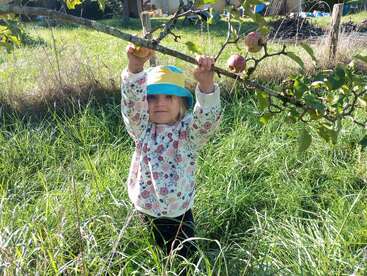 Uma criança pequena com um chapéu colorido e suéter floral está na grama alta, estendendo a mão para segurar um galho de macieira com maçãs maduras.