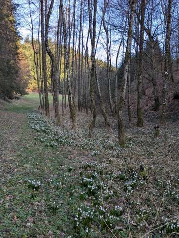 Junto a un claro se extiende un bosque de árboles altos y desnudos. El suelo del bosque está salpicado de racimos de pequeñas flores blancas, lo que crea un ambiente primaveral sereno.