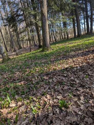 La luz del sol se cuela entre los altos pinos y árboles de hoja caduca de un bosque tranquilo. Las jóvenes plantas verdes brotan a través de una espesa y seca alfombra marrón de hojas caídas.