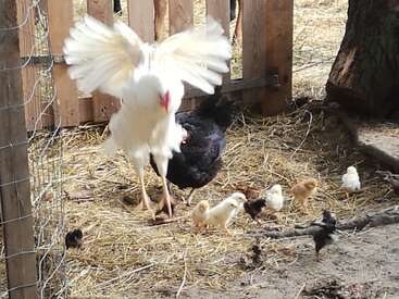 The image depicts a white chicken with outstretched wings standing over a black chicken and chicks in a fenced enclosure filled with hay.