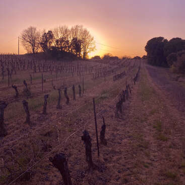 Un tranquilo viñedo al atardecer, hileras de vides podadas se extienden por una suave colina. Los árboles desnudos se recortan contra el cielo brillante y colorido. Camino al lado.