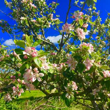 La imagen representa un vibrante manzano en plena floración, adornado con delicadas flores rosas y exuberantes hojas verdes, sobre un brillante cielo azul.