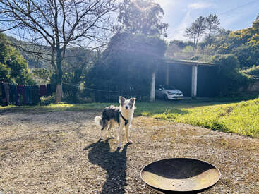 Ein schwarz-weißer Hund steht an einem sonnigen Tag draußen in der Nähe einer Feuerstelle. Im Hintergrund sieht man einen Carport, Bäume und aufgehängte Wäsche.