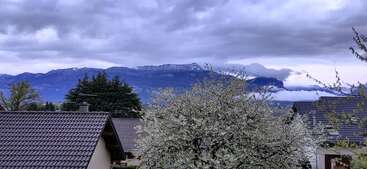 The image depicts a serene scene of a house with a large yard, featuring a tree-lined driveway and a well-manicured lawn, evoking a sense of tranquility and suburban charm.