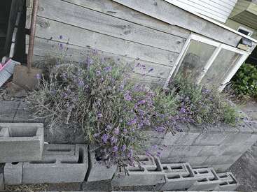 Une cabane rustique en bois se dresse derrière une jardinière surélevée en parpaings, remplie de lavande en fleurs. Des outils de jardinage et des parpaings de rechange sont posés à proximité, créant une scène paisible.