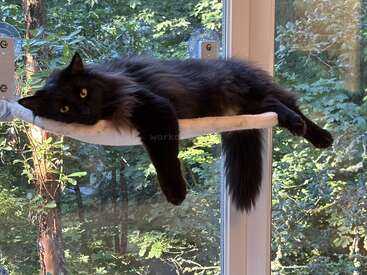 A fluffy black cat lounges comfortably on a window-mounted cat perch, gazing outside. Sunlight filters through green leaves, creating a relaxing and peaceful atmosphere.