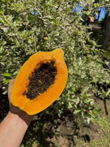 Uma mão segura um mamão maduro cortado ao meio, expondo sua polpa laranja e sementes pretas. A folhagem verde e a luz do sol criam um fundo de jardim vibrante e natural.