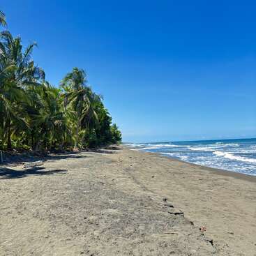 Esta imagem mostra uma bela praia tropical vazia com areia dourada, palmeiras verdes exuberantes e ondas suaves do oceano sob um céu azul claro e brilhante. Tranquilo.