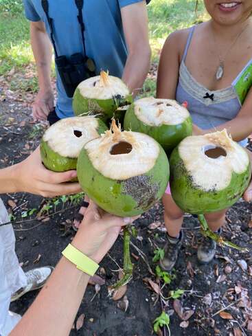 Quatro pessoas seguram cocos verdes frescos com furos, possivelmente para beber a água contida neles, enquanto estão ao ar livre em um dia ensolarado.