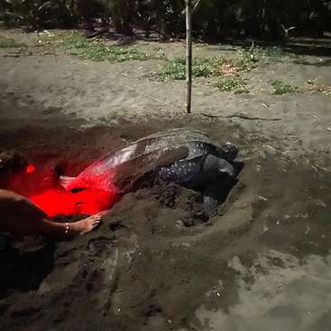 Eine Lederschildkröte legt nachts Eier an einem Sandstrand. Eine Person beobachtet sie und beleuchtet das Nest mit einem roten Licht, um sie nicht zu stören.