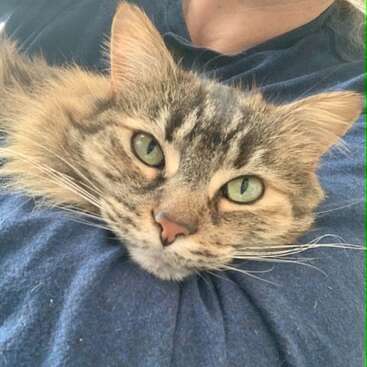 A fluffy tabby cat with striking green eyes lies comfortably on a person’s chest, looking relaxed and content. The person is wearing a navy shirt.