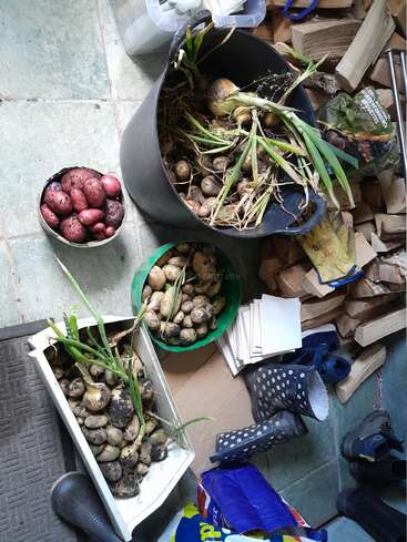 Eimer und Behälter mit frisch geernteten Kartoffeln und Zwiebeln auf einem gefliesten Boden. In der Nähe stehen gepunktete Stiefel, Brennholz, Briefumschläge und Gartenbedarf.