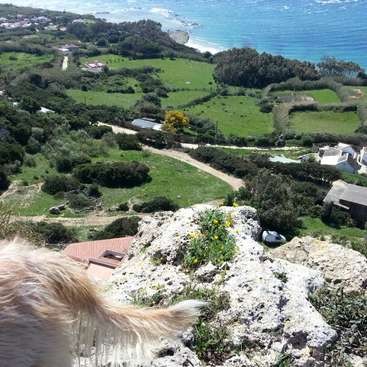 L'image représente un paysage côtier serein, avec la queue d'un chien visible au premier plan, surplombant un village pittoresque et des champs verdoyants.