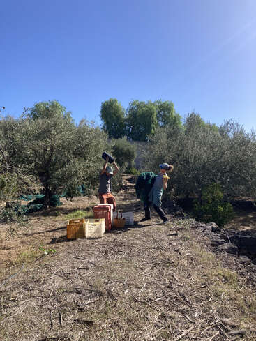 Two people are harvesting olives under a clear blue sky. They carry baskets and buckets among olive trees, working together in a sunlit, rural orchard setting.