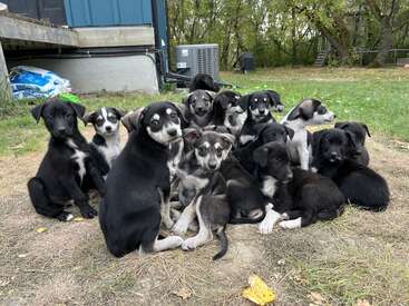 Un grand groupe d'adorables chiots de races mixtes est assis près les uns des autres, en plein air, sur de l'herbe éparse. Leur fourrure noire, blanche et grise contraste avec l'arrière-plan rustique et naturel.