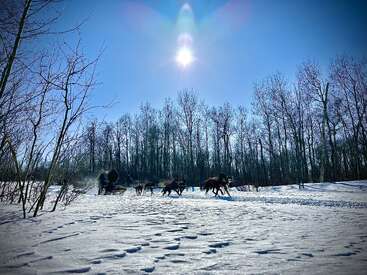 Un soleil d'hiver rayonne sur un paysage enneigé, où un attelage de chiens de traîneau passe devant des arbres dénudés, créant une scène d'aventure pleine d'énergie et de mouvement.