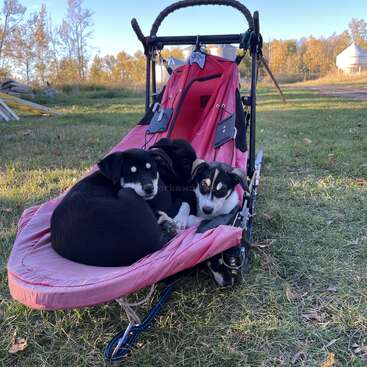 Trois adorables chiots sont blottis l'un contre l'autre dans un traîneau à chiens rose vif, sur de l'herbe verte avec des arbres d'automne et un arrière-plan de ferme sous un ciel dégagé.