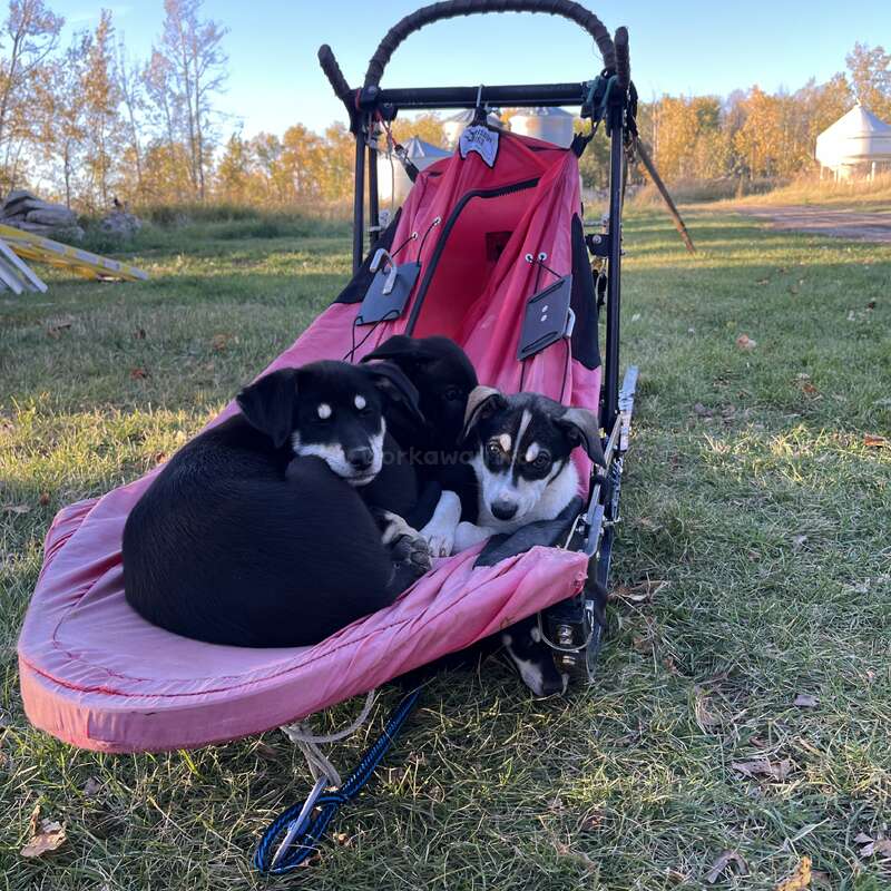 Trois adorables chiots sont blottis l'un contre l'autre dans un traîneau à chiens rose vif, sur de l'herbe verte avec des arbres d'automne et un arrière-plan de ferme sous un ciel dégagé.