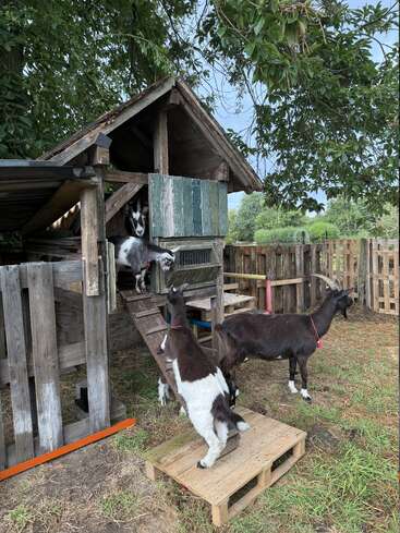 Four goats interact around a rustic wooden playhouse in a fenced grassy yard. One goat climbs a ramp, while two stand nearby under leafy branches and cloudy sky.