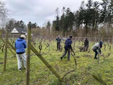 Cinq personnes emmitouflées dans des vêtements d'hiver travaillent à la taille des vignes dans un vignoble. Le ciel est couvert et l'on aperçoit une maison et des arbres à l'arrière-plan.
