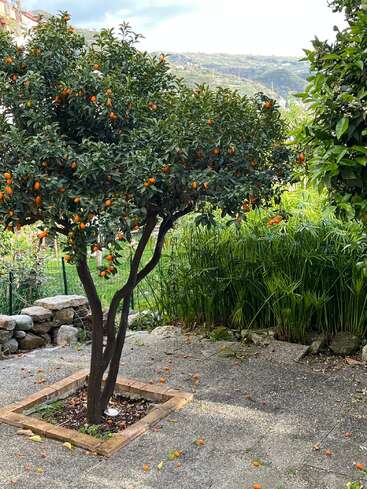 A lush tree with small orange fruits stands on a patio, surrounded by greenery and mountains in the background. Some fruits have fallen on the ground.