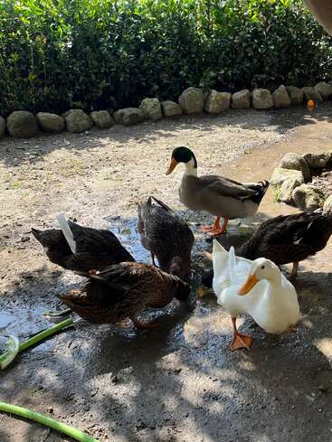 Six ducks—five brown, one white—gather and forage in a muddy patch near rocks and greenery, enjoying the shaded sunlight on a calm day.