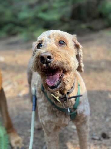 Un alegre perro de pelo rizado y color marrón claro lleva correa en una zona boscosa y mira hacia arriba con ojos brillantes y la boca abierta.