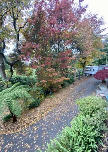 A scenic autumn view with colorful trees, fallen leaves covering a path, lush green ferns, and a white trailer parked near a peaceful garden area.