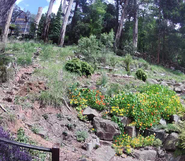 A hillside garden filled with vibrant flowers, rocks, and greenery, surrounded by tall trees. A rustic house is partially visible in the background, blending with nature.