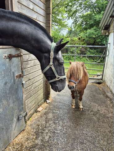 A large black horse leans out from a stable door, curiously observing a small brown pony with a shaggy mane standing on the concrete path outside.