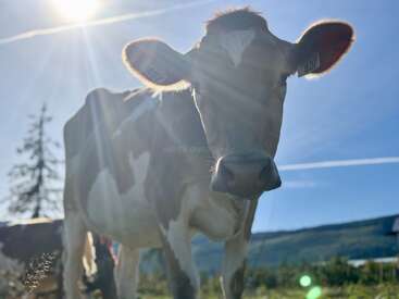 A close-up of a cow standing in a sunlit pasture, with sunlight streaming through its ears, blue sky, and distant hills in the serene background.