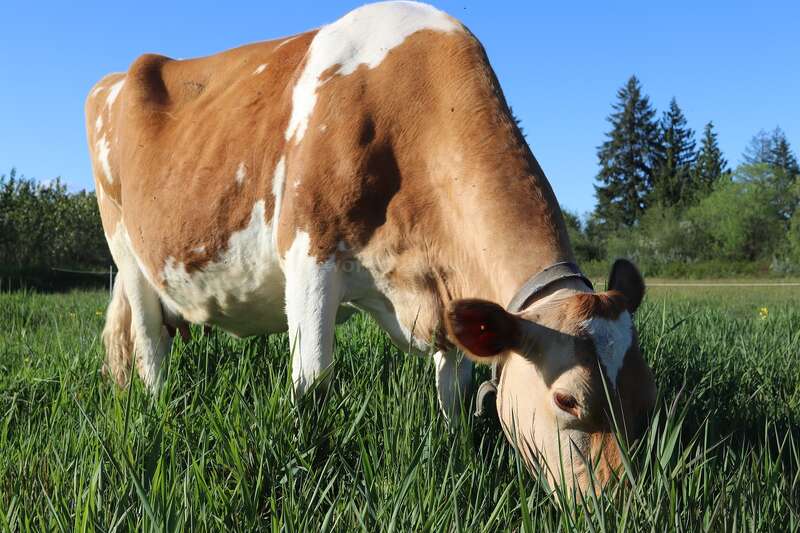 The image depicts a brown and white cow grazing in a field of tall grass, with trees visible in the background under a clear blue sky.