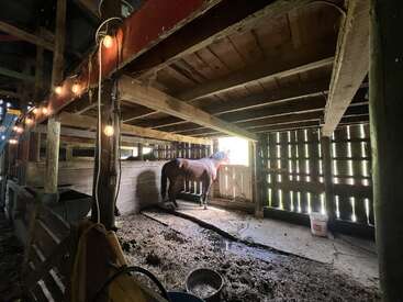 Un cheval brun se tient dans une stalle rustique en bois, le regard tourné vers la fenêtre. Des guirlandes lumineuses aux couleurs chaudes éclairent la grange, mettant en valeur le matériel agricole et les seaux qui se trouvent à proximité.