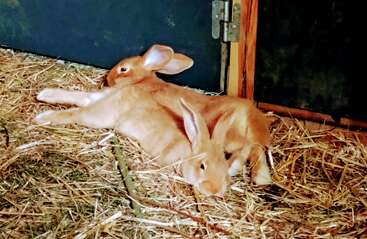 Dois coelhos marrons claros estão relaxando em uma cama de palha dentro de uma coelheira aconchegante. Eles parecem calmos, confortáveis e contentes em seu ambiente protegido.