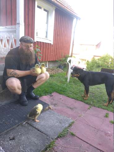 Um homem barbudo senta-se em um degrau ao ar livre segurando dois patinhos. Um cachorro está por perto, observando, enquanto outro patinho caminha no chão perto de uma casa de madeira vermelha.