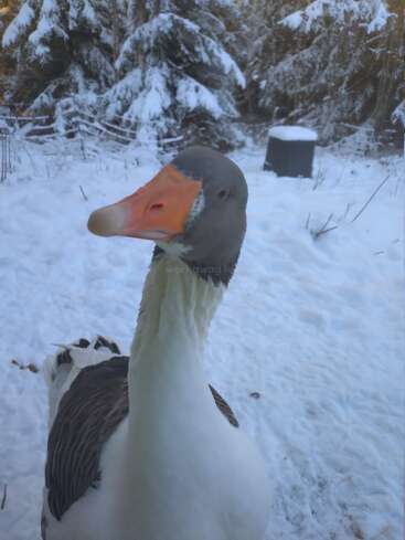 A curious goose stands in the snow, looking directly at the camera. Snow-covered trees and a black container are visible in the wintry background.