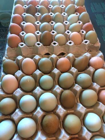 This image shows two large trays of eggs, featuring a variety of colors including brown, tan, green, and blue, displayed in cardboard egg cartons.