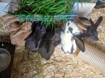 Six adorable rabbits—brown, black, and spotted—gather around a hanging basket filled with fresh green grass, eagerly munching together on a bedding of wood shavings.