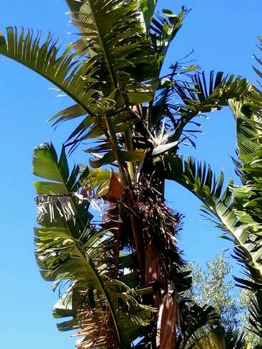 Das Bild zeigt hohe, grüne Bananenblätter, die sich vor einem strahlend blauen Himmel in die Höhe recken, wobei das Sonnenlicht das tropische Laub und die friedliche Atmosphäre im Freien hervorhebt.