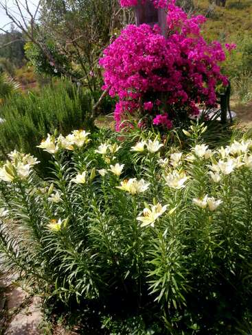 Eine lebendige Gartenszene mit blühenden weißen Lilien im Vordergrund und einer leuchtend rosa Bougainvillea im Hintergrund, umgeben von Grün.