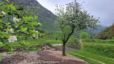 A blossoming tree stands in a lush, green landscape surrounded by mountains. Nearby branches display white flowers under an overcast sky on a peaceful path.