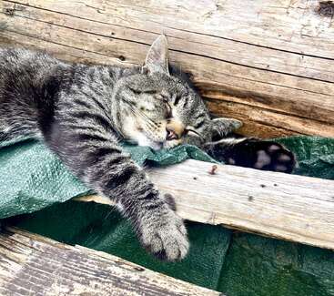 A tabby cat is peacefully sleeping on a green tarp, comfortably stretched out on wooden planks, with one paw extended and eyes gently closed.