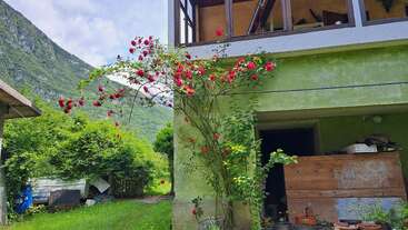 A vibrant red rose bush climbs the green wall of a rustic house. Lush mountains and greenery surround the building, evoking a peaceful, countryside atmosphere.
