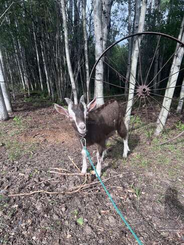 A young goat is tethered with a blue rope, standing on soil in a wooded area. An old wagon wheel leans against slender tree trunks nearby.