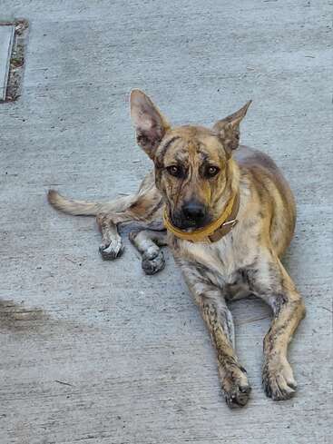 A brindle dog with a yellow collar is lying on a concrete surface, looking attentively at the camera. One ear is upright, the other flopped.